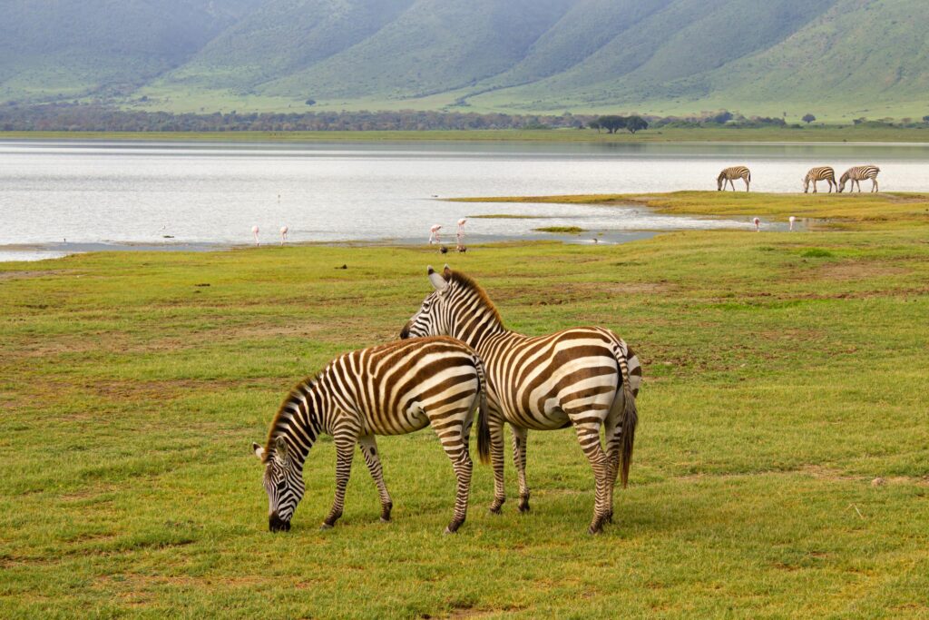 3 days tanzania private mid-range safari 